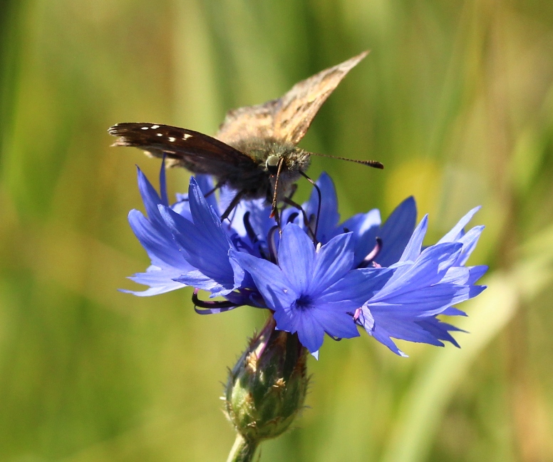 Kornblume mit Besuch 