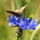 Kornblume mit Besuch 