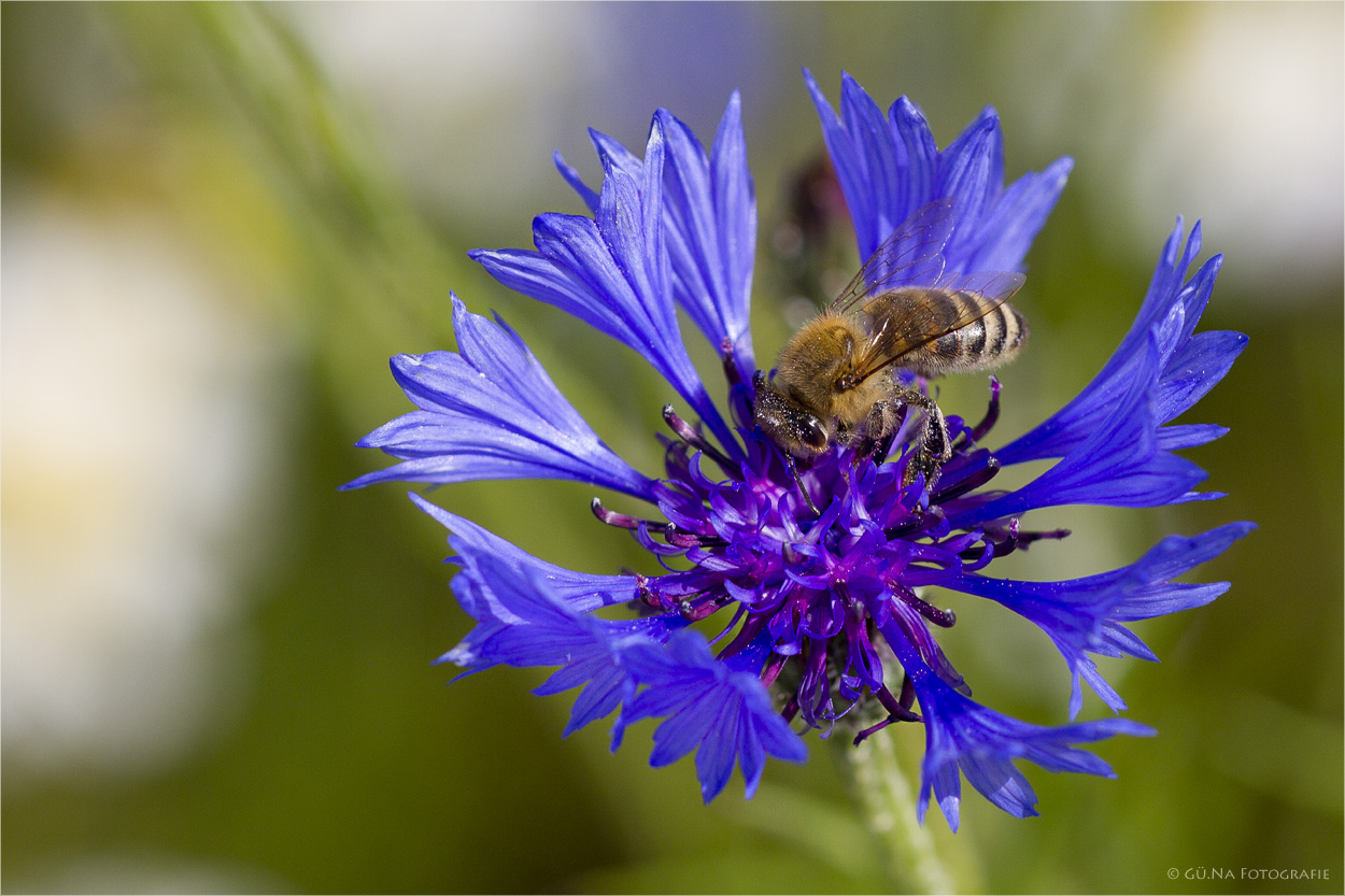 Kornblume mit Besuch