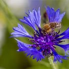 Kornblume mit Besuch