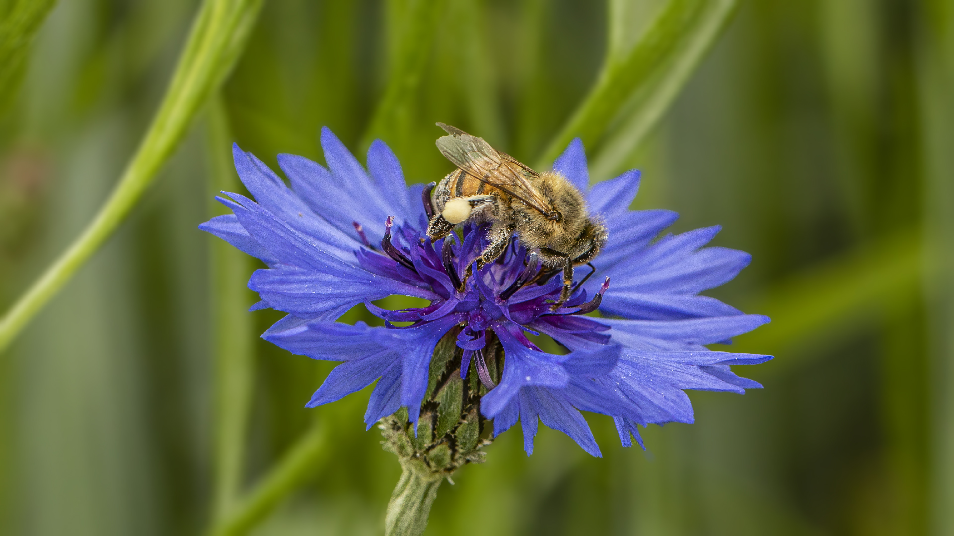 Kornblume mit Besuch