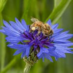 Kornblume mit Besuch