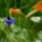 Kornblume mit Besuch