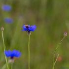 Kornblume mit Besucher-0254