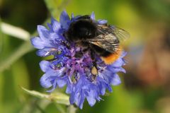 Kornblume mit Besucher