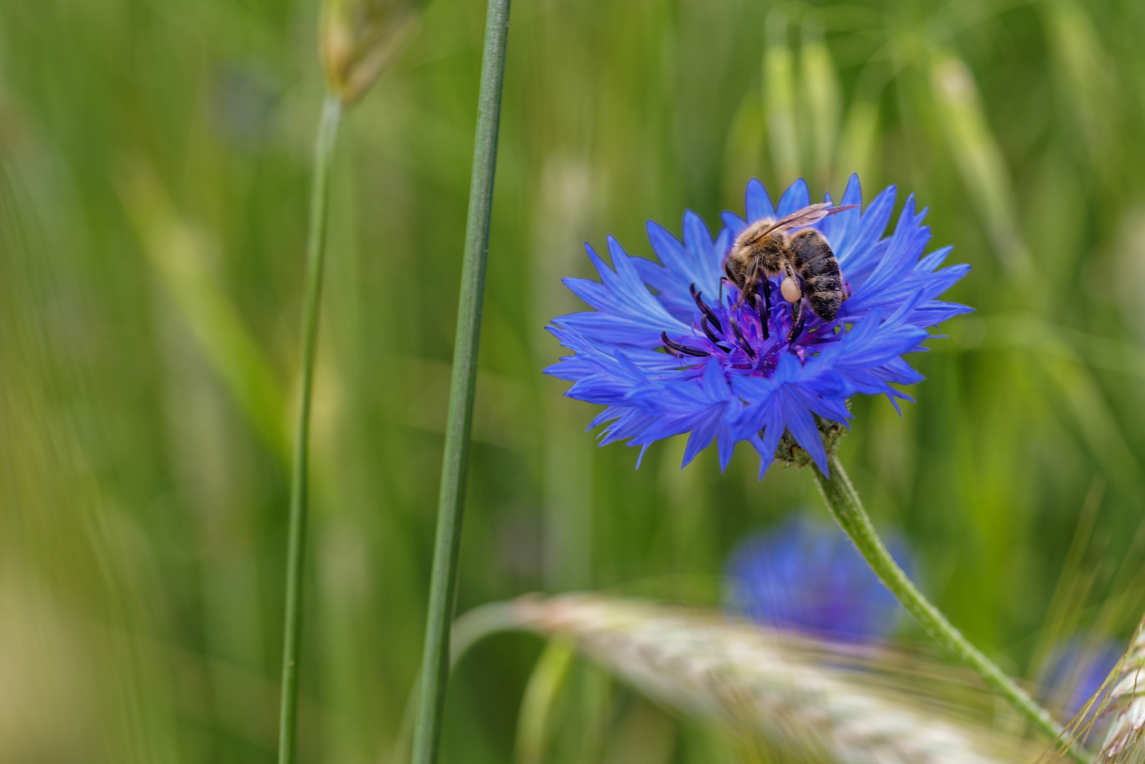 Kornblume mit Besucher