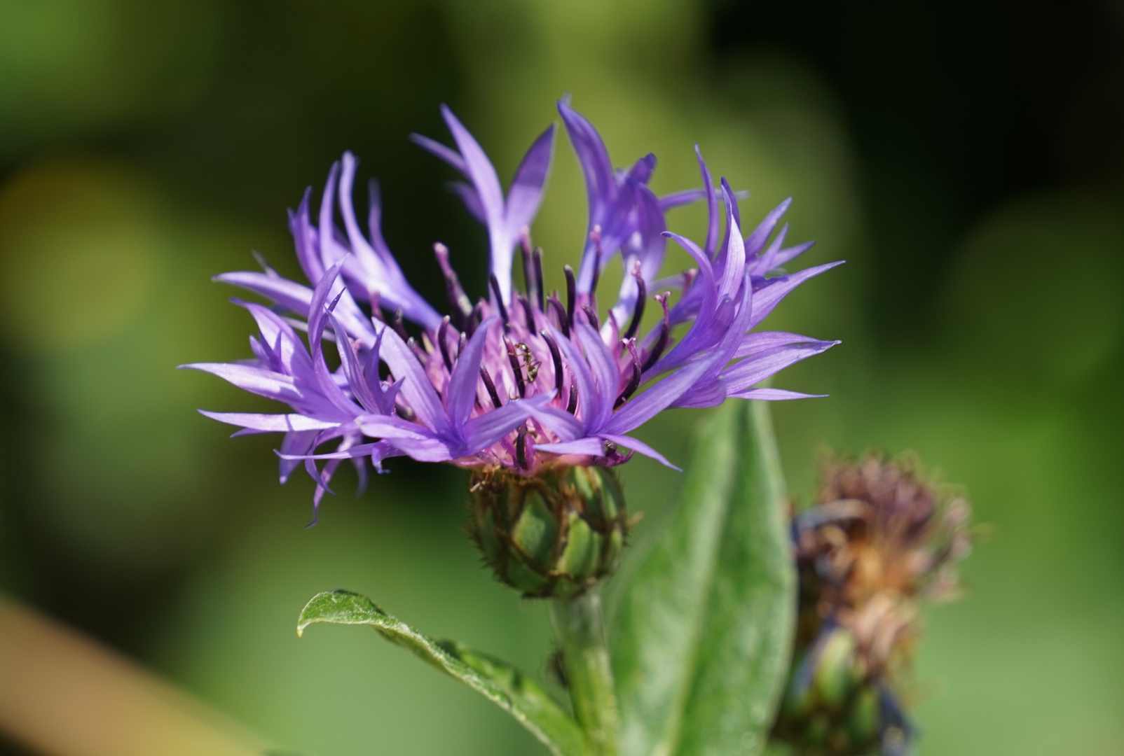 Kornblume mit Besucher