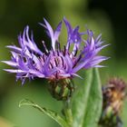 Kornblume mit Besucher