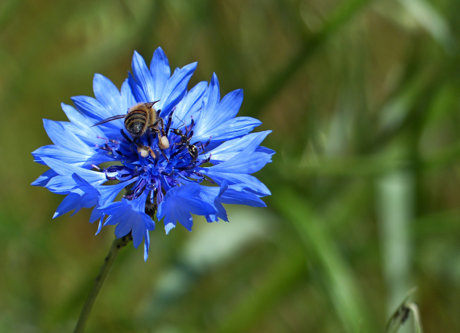 Kornblume mit Besucher