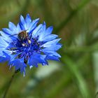 Kornblume mit Besucher