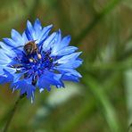 Kornblume mit Besucher