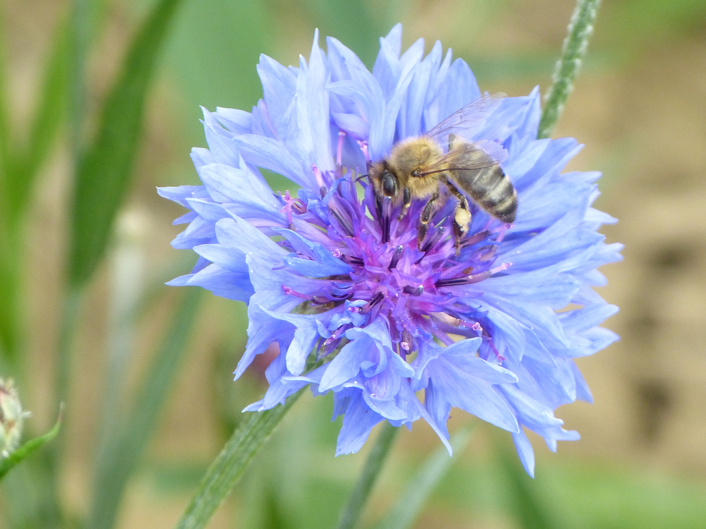 Kornblume mit Biene