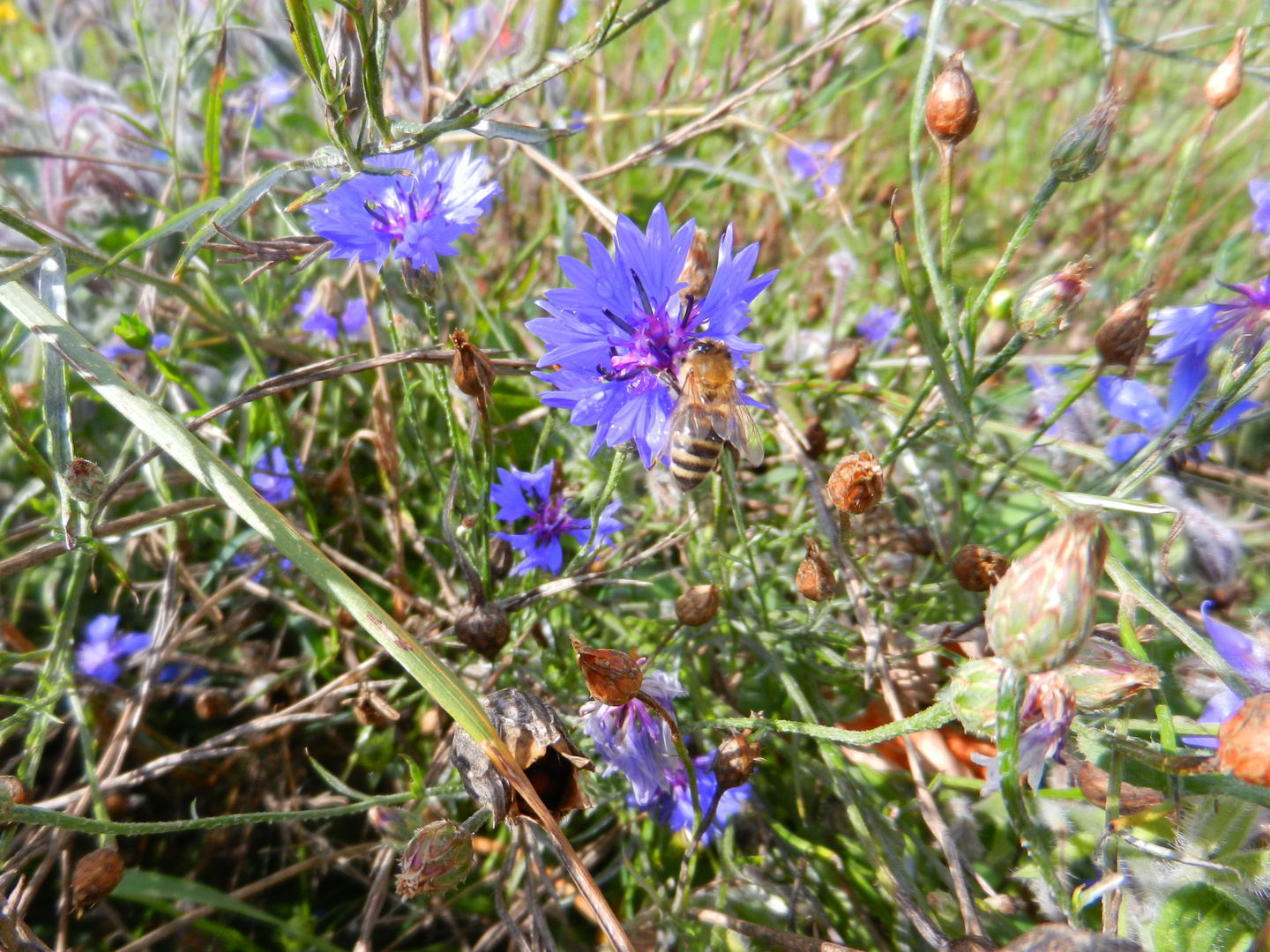 Kornblume mit Biene