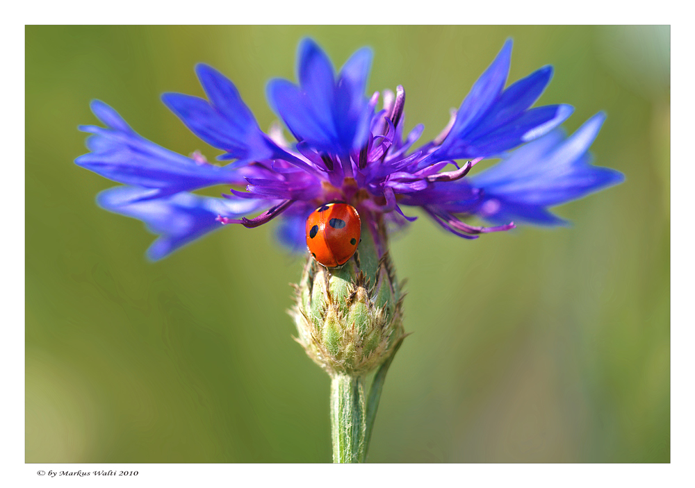 Kornblume mit Brosche