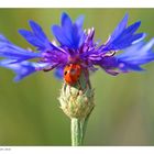 Kornblume mit Brosche