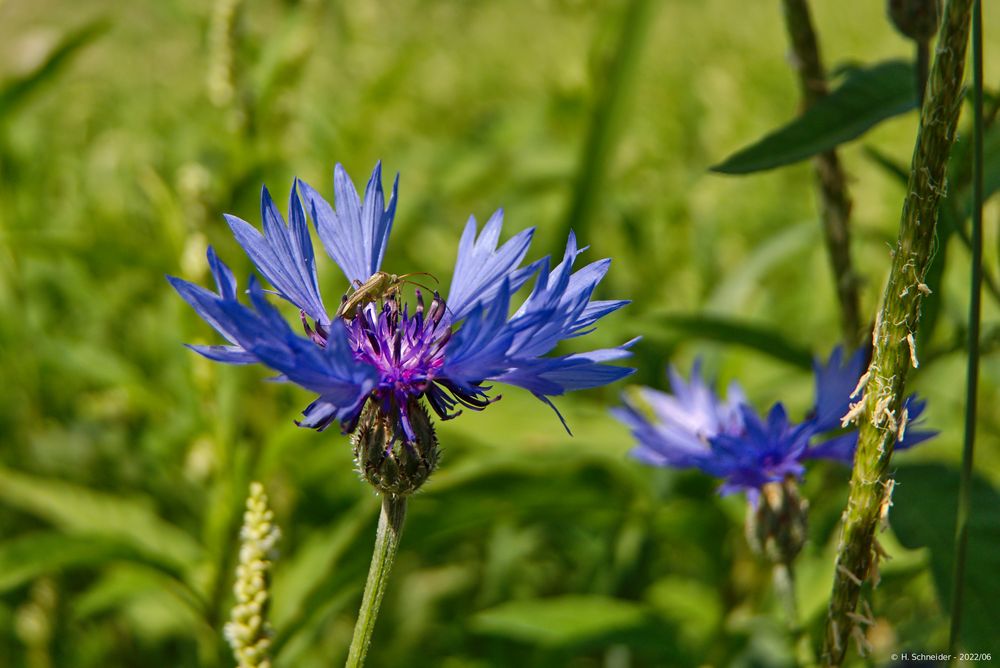 Kornblume mit einem Gast