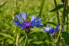 Kornblume mit einem Gast