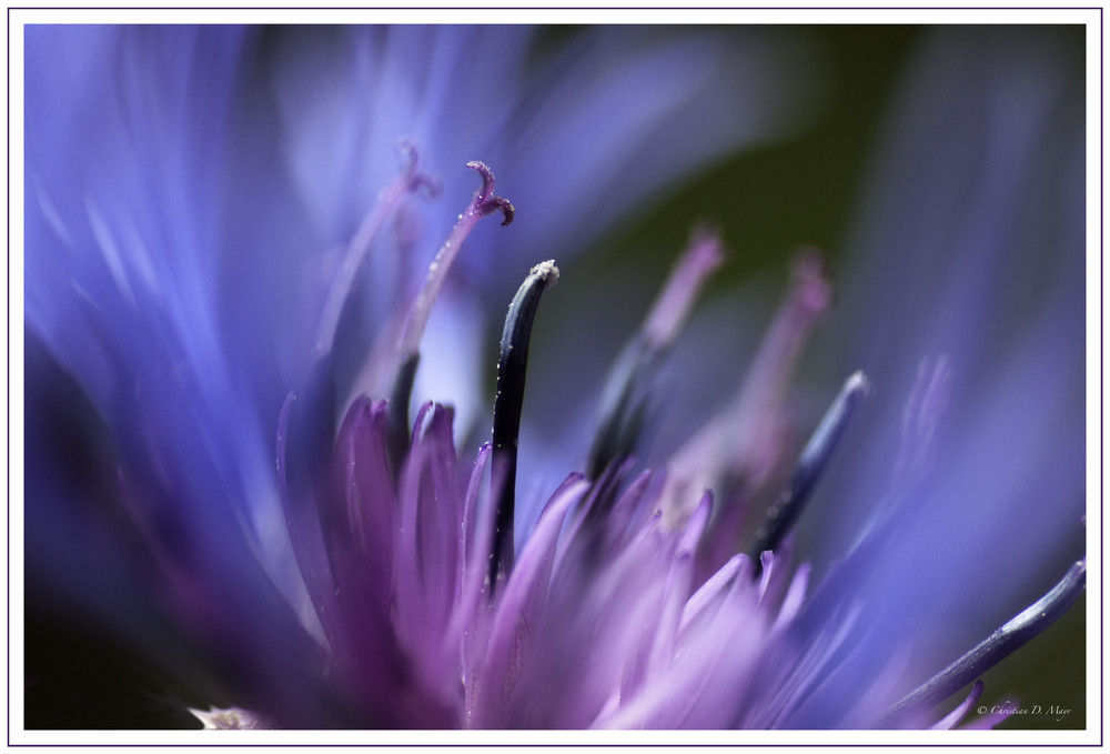 Kornblume mit Farbenspiel von fineart-pics