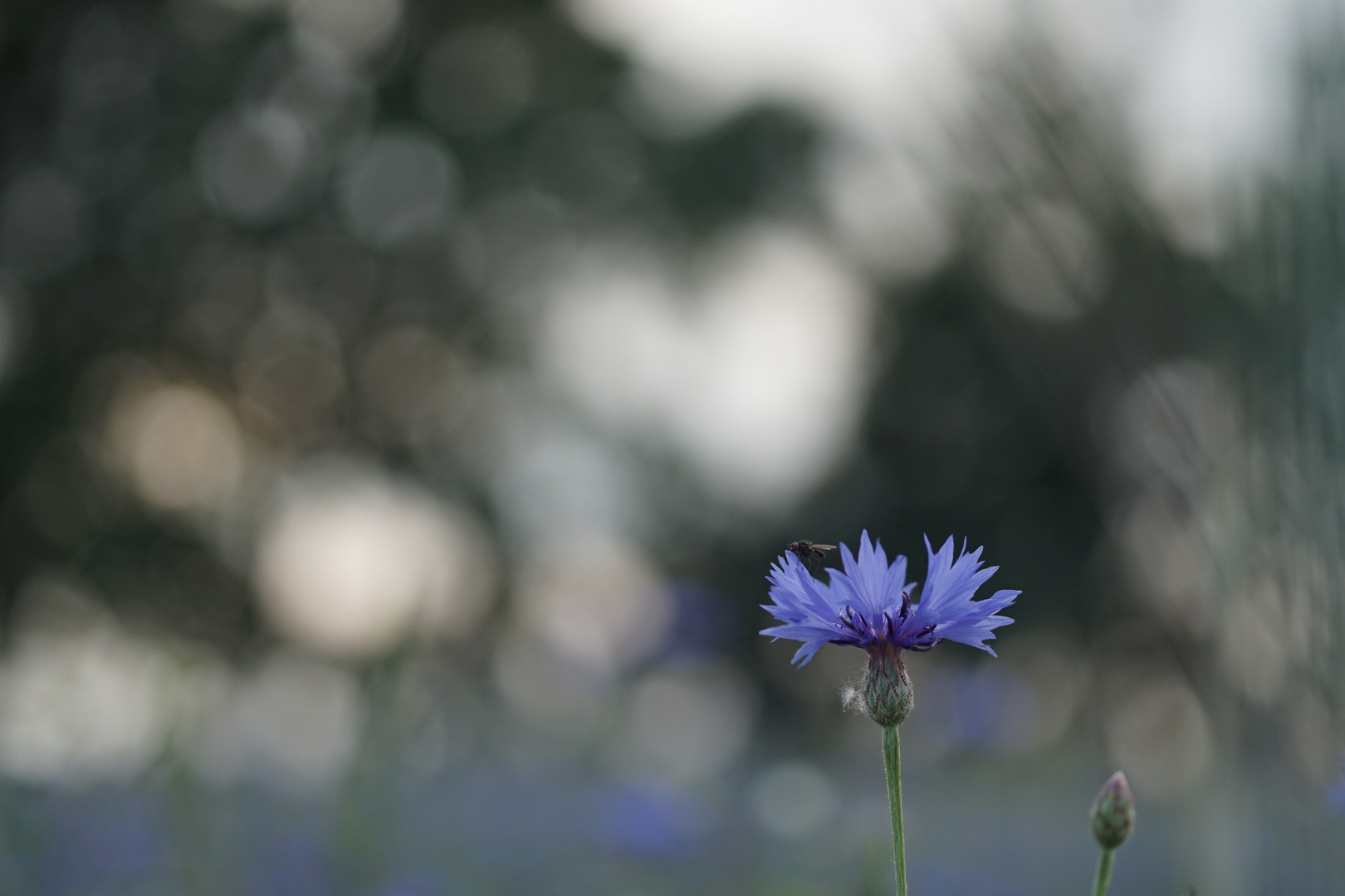 Kornblume mit Fliege