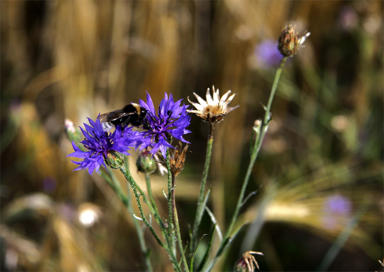 Kornblume mit Gast