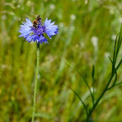 Kornblume mit Honigbiene