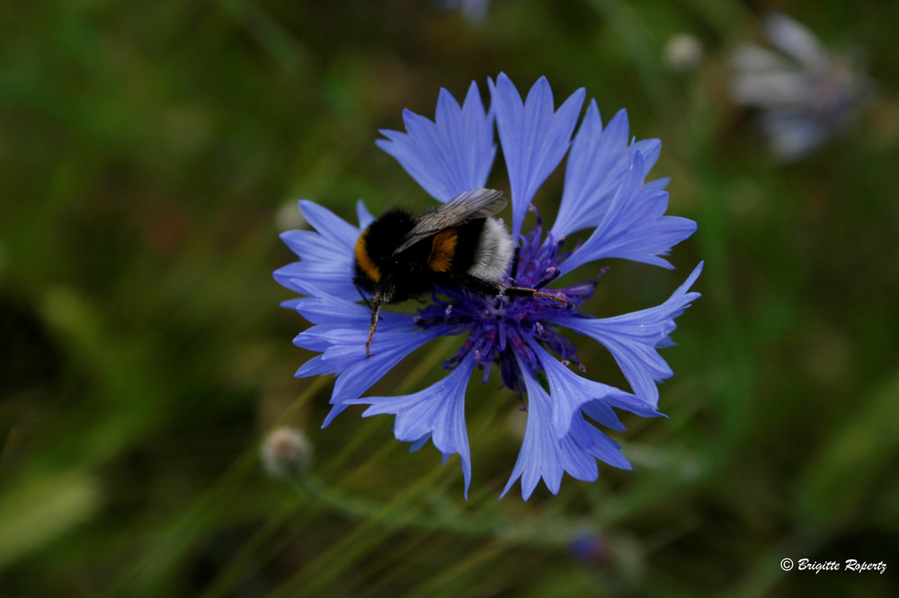 Kornblume mit Hummel