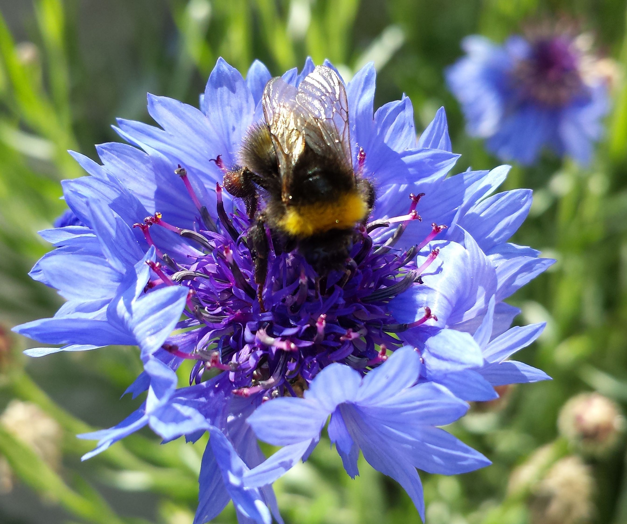 Kornblume mit Hummel