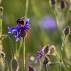 Kornblume mit Hummel