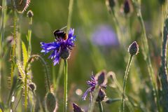 Kornblume mit Hummel