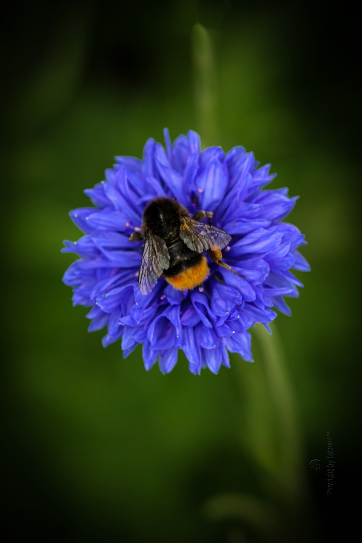 Kornblume mit Hummel