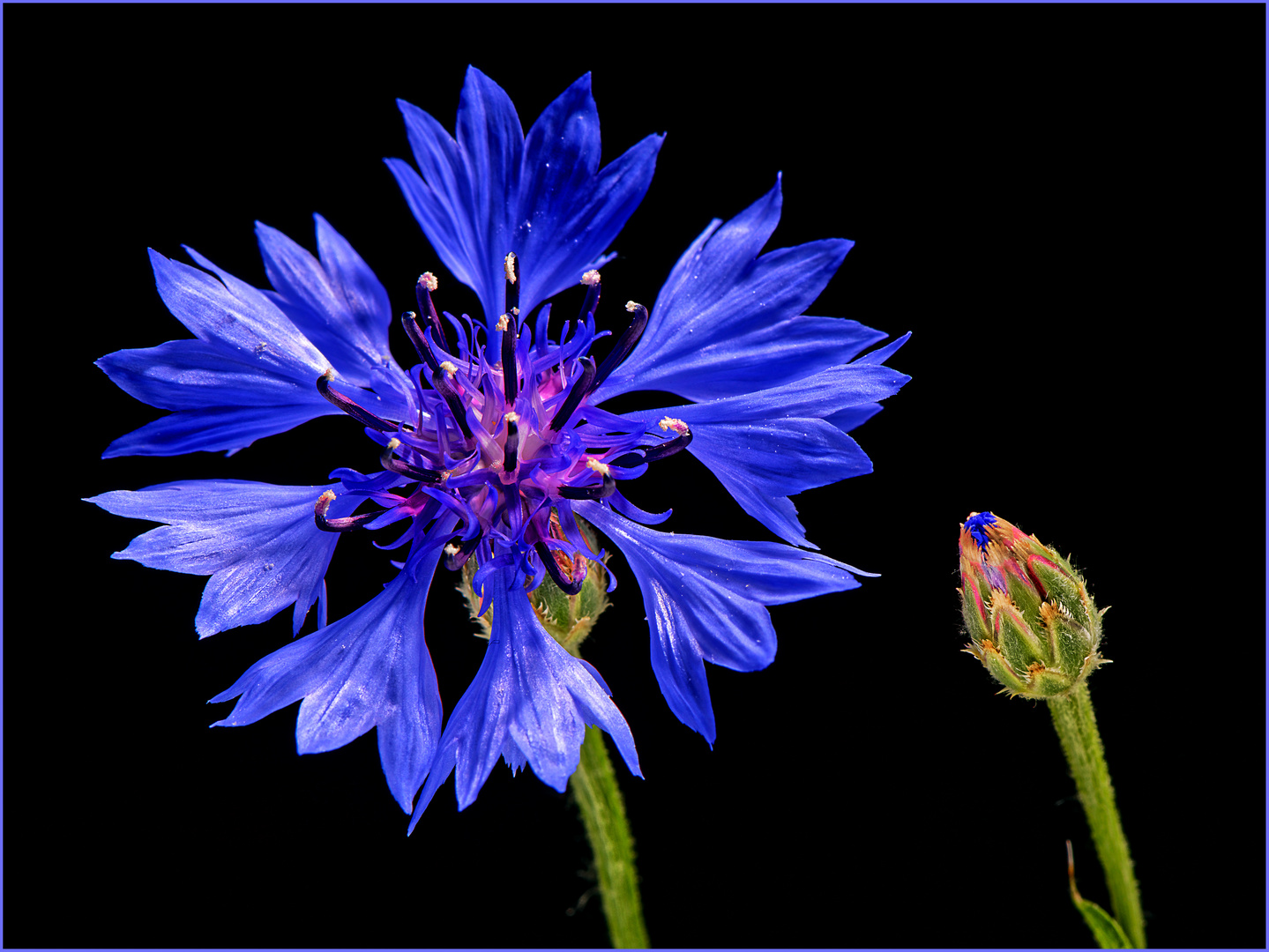 Kornblume mit ihrem Nachwuchs