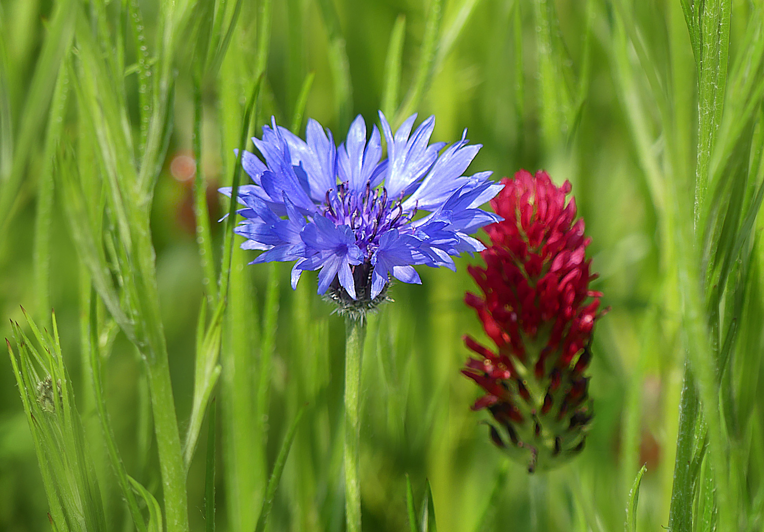 Kornblume mit Inkarnatklee