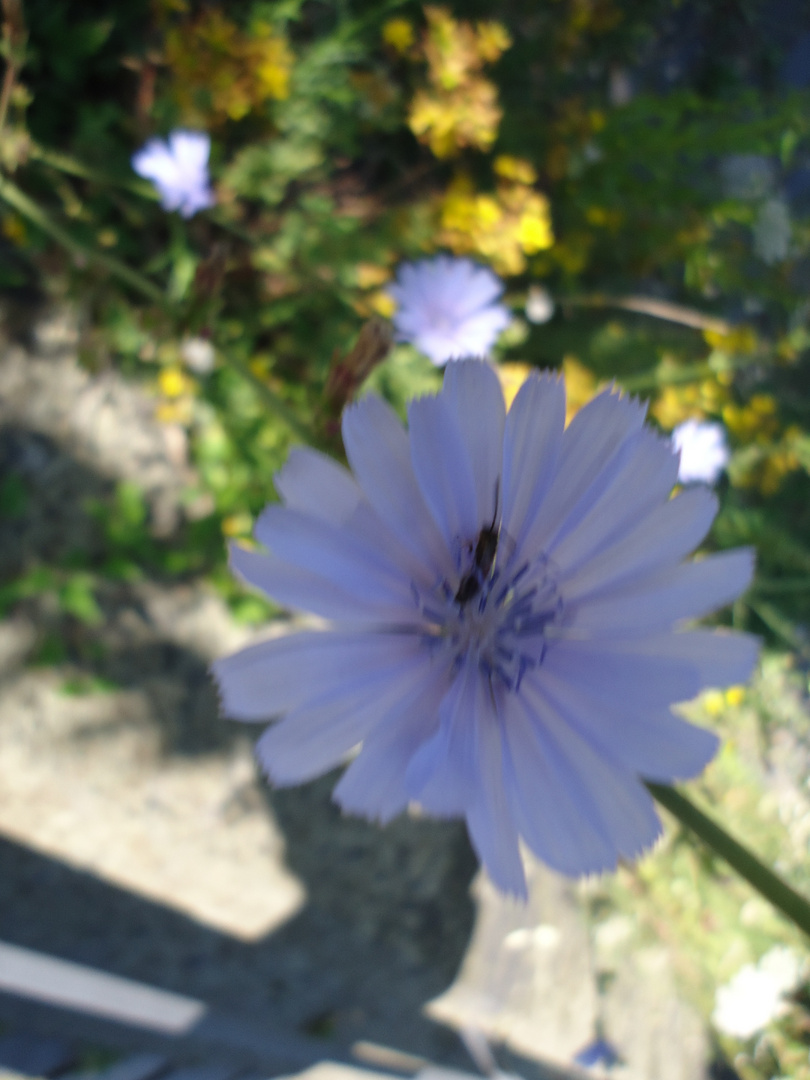 Kornblume mit Insekt