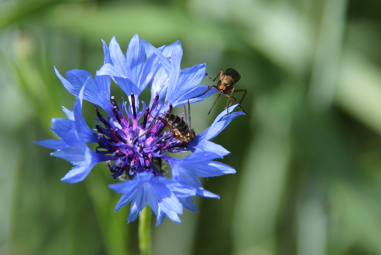 Kornblume mit Insekten