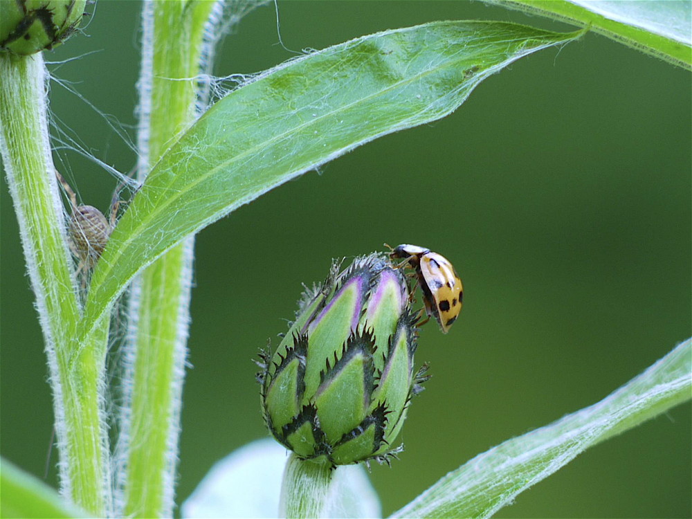 Kornblume mit Käfer