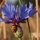 Kornblume mit Marienkäfer