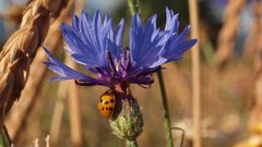 Kornblume mit Marienkäfer