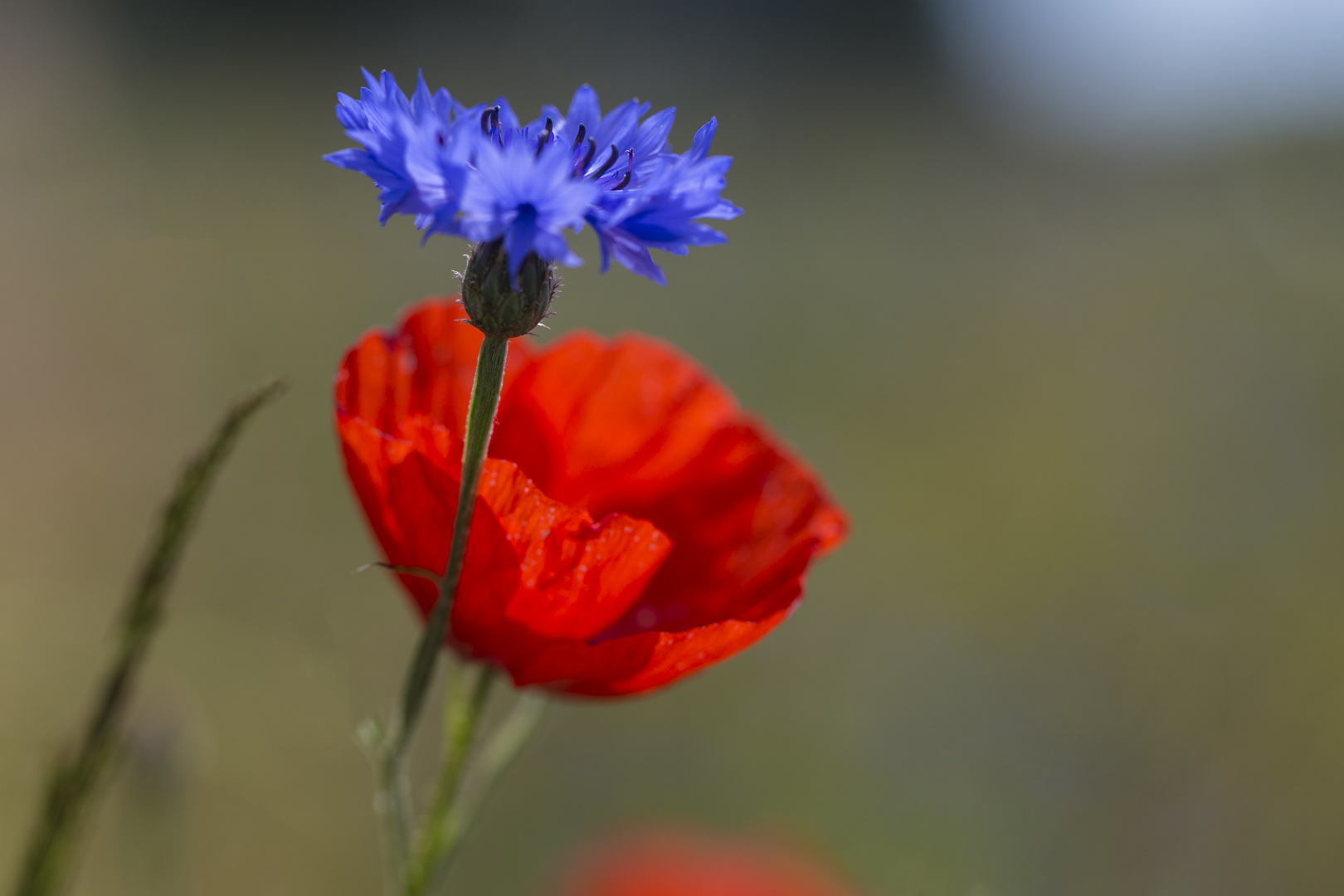 Kornblume mit Mohn