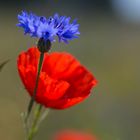 Kornblume mit Mohn