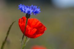 Kornblume mit Mohn