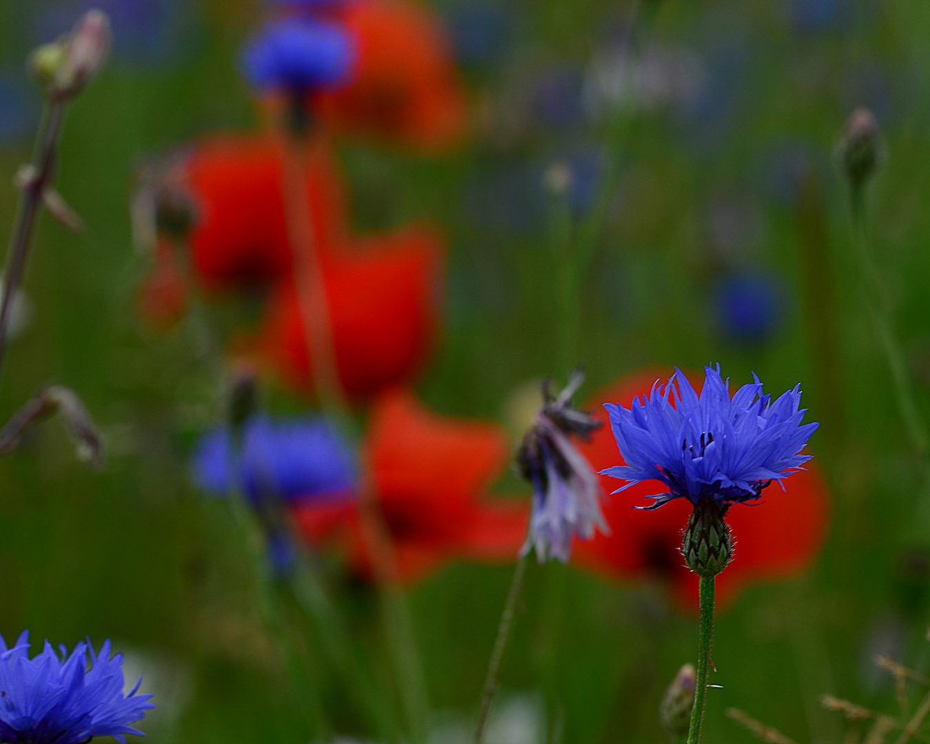 Kornblume mit Mohn