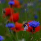 Kornblume mit Mohn