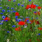 Kornblume mit Mohn