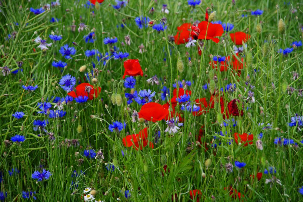 Kornblume mit Mohn