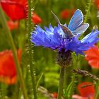 Kornblume mit Schmetterling