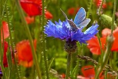 Kornblume mit Schmetterling