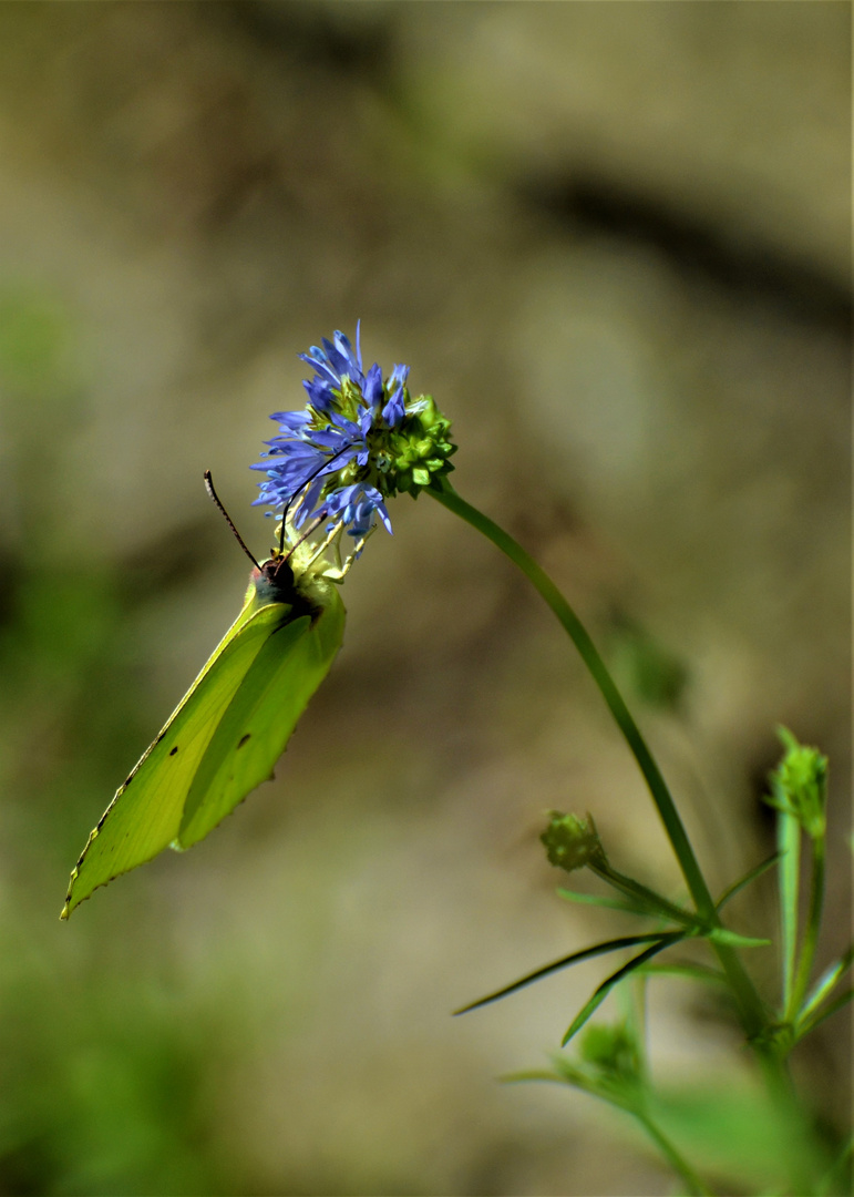 Kornblume mit Schmetterling