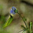 Kornblume mit Schmetterling