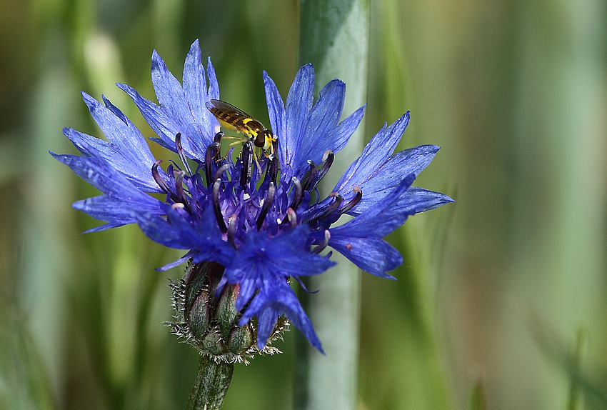 Kornblume mit Schwebfliege als Gast