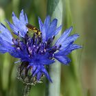 Kornblume mit Schwebfliege als Gast